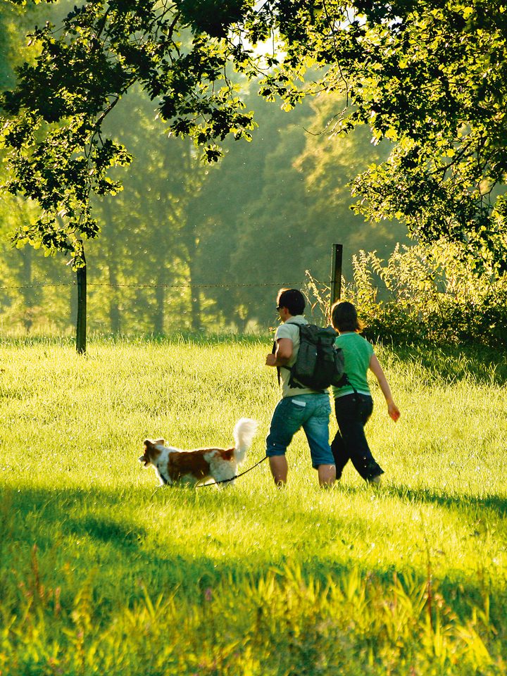 Zwei Personen gehen mit einem Hund über eine sonnige Wiese unter Bäumen am Waldrand.