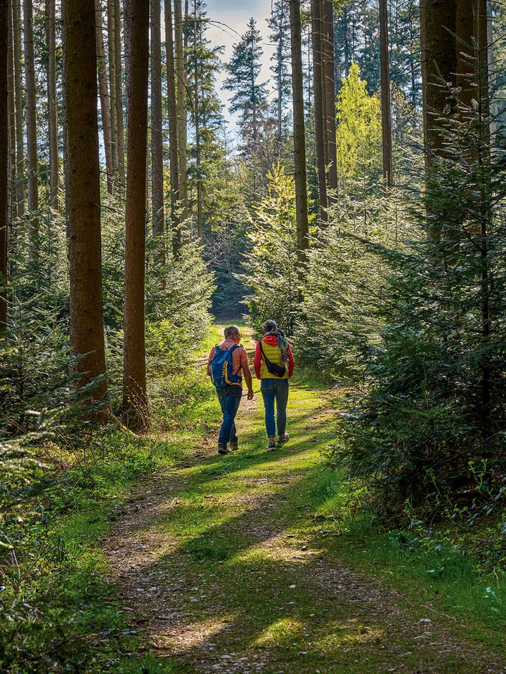 Zwei Wanderer gehen auf einem Waldweg zwischen hohen Nadelbäumen im Sonnenlicht.