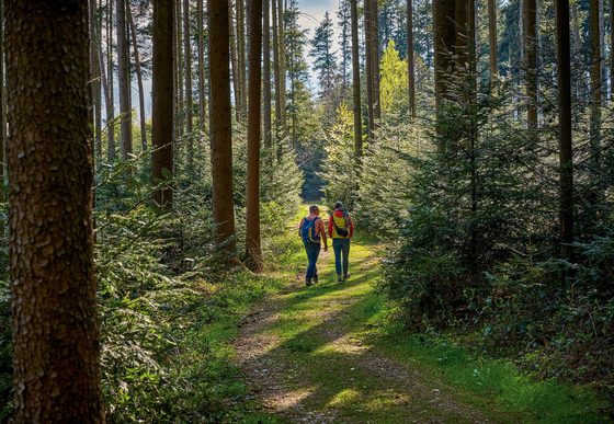 Zwei Wanderer gehen auf einem Waldweg durch einen Nadelwald mit hohen Bäumen und Sonnenlicht.
