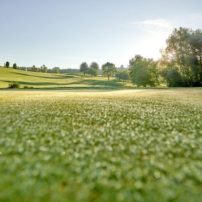 Taunasser Rasen auf einem Golfplatz mit sanften Hügeln, Bäumen und tief stehender Sonne.