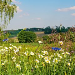 Blühende Wiese mit Margeriten und Wildblumen vor sanften Hügeln und einem Baum unter blauem Himmel.