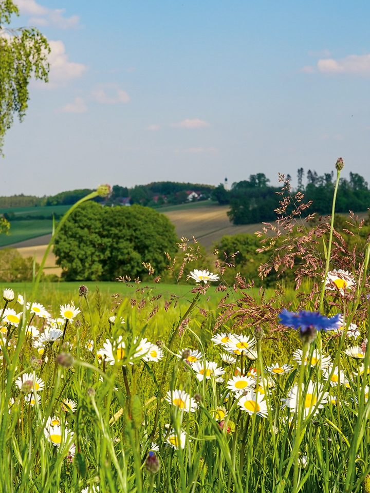 Blühende Wiese mit Margeriten und Wildblumen vor sanften Hügeln und einem Baum unter blauem Himmel.