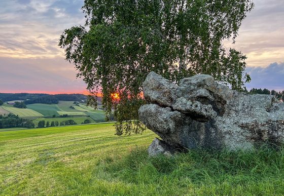 Wiesenlandschaft mit großem Felsen und Birke bei Sonnenuntergang.