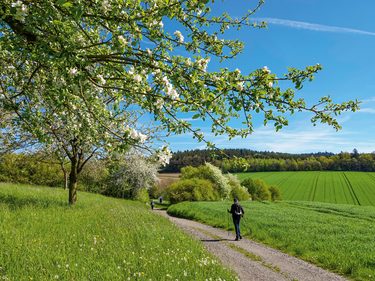 Spazierweg durch grüne Wiesen und Felder unter blühenden Obstbäumen, eine Person geht durch die Frühlingslandschaft.