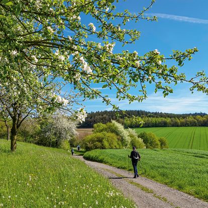 Spazierweg durch grüne Wiesen und Felder unter blühenden Obstbäumen, eine Person geht durch die Frühlingslandschaft.