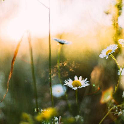 Gänseblümchen und Wildblumen auf einer Wiese im warmen Sonnenlicht.
