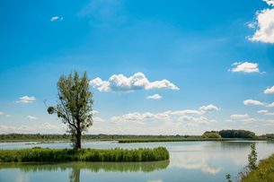 Ein Baum am Ufer eines ruhigen Sees mit Schilf unter blauem Himmel und lockeren Wolken.