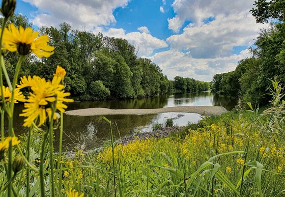 Gelbe Wildblumen am Ufer vor einem ruhigen Fluss mit Sandbank, Bäumen und bewölktem Himmel.