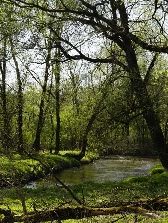 Ein ruhiger, natürlicher Wald mit einem sanft fließenden Bach. Die Szene ist von üppigem Grün umgeben, mit Bäumen, deren Zweige sich über das Wasser neigen. Sonnenlicht filtert durch die Blätter und wirft ein weiches Licht auf das Gras und das Wasser.