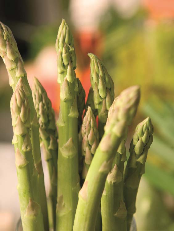Spargel