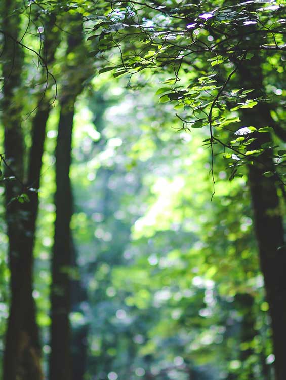 Sonnenlicht fällt durch die dichten Baumkronen eines grünen Waldes, während hohe Bäume mit dunklen Stämmen im Vordergrund stehen und die Blätter in verschiedenen Grüntönen leuchten.