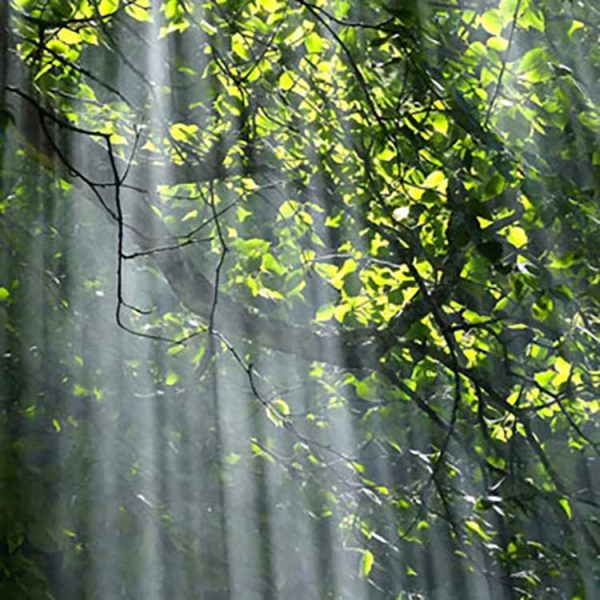 waldbaden-im-wald